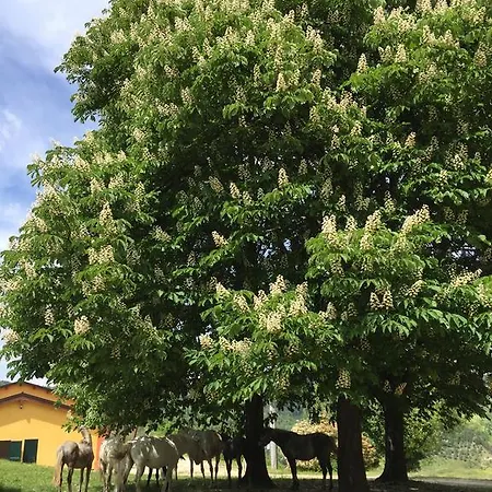 Agriturismo Donnalivia Bauernhof Brisighella